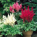 Astilbe Pink 